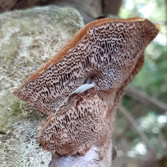 Coriolopsis gallica