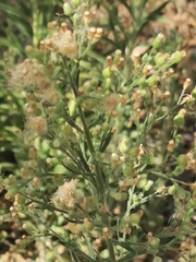 Erigeron sumatrensis