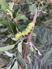 Automeris zephyria
