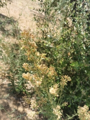Erigeron sumatrensis