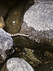 Nerodia sipedon sipedon