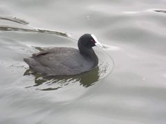 Fulica atra australis