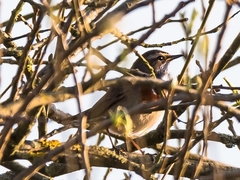Luscinia svecica