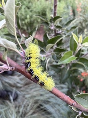 Automeris zephyria