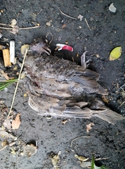 Streptopelia senegalensis