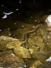 Nerodia sipedon sipedon