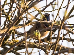 Luscinia svecica