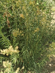 Erigeron sumatrensis