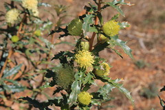 Banksia squarrosa