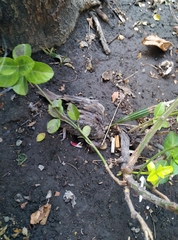 Streptopelia senegalensis