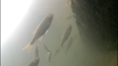 Scardinius erythrophthalmus