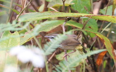 Prinia superciliaris