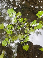Nasturtium officinale