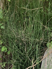 Equisetum hyemale