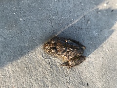 Fejervarya cancrivora