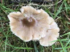 Entolomataceae