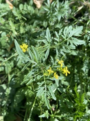 Rorippa sylvestris