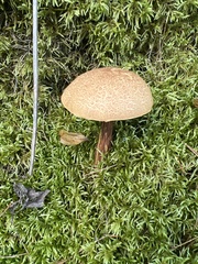 Aureoboletus russellii