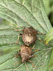 Picromerus bidens