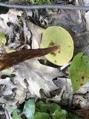 Aureoboletus russellii