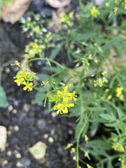 Rorippa sylvestris