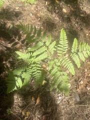 Pteridium aquilinum latiusculum