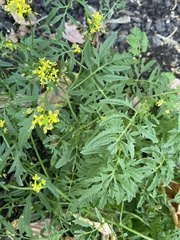 Rorippa sylvestris