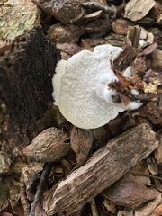 Hypomyces chrysospermus