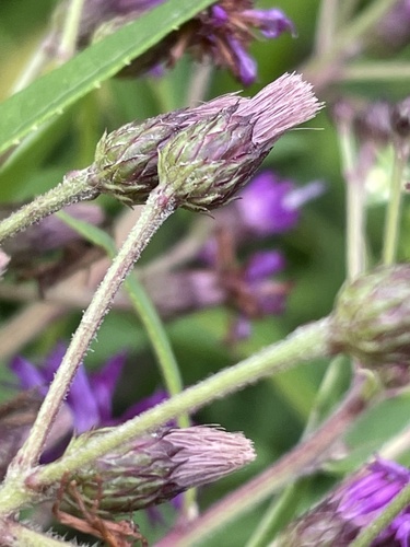 Vernonia gigantea
