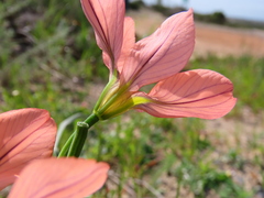 Moraea flaccida