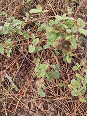 Cistus salviifolius