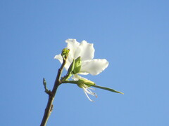 Bauhinia variegata candida