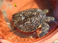Hawksbill Sea Turtle
