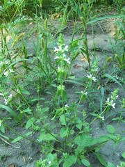 Stachys annua