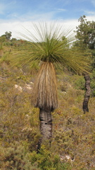 Xanthorrhoea acanthostachya