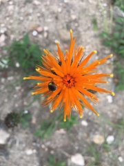 Centaurea hermannii