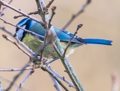 Cyanistes caeruleus