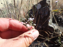 Hesperolinon congestum