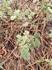 Cistus salviifolius