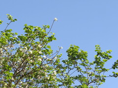 Bauhinia variegata candida