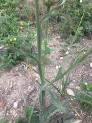 Centaurea hermannii