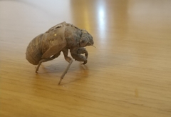 Lyristes plebejus