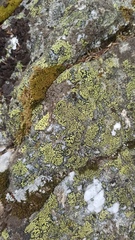 Rhizocarpon