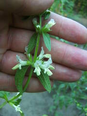 Stachys annua