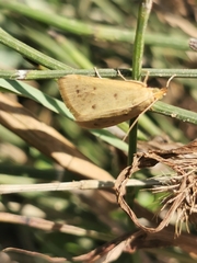 Achyra nudalis