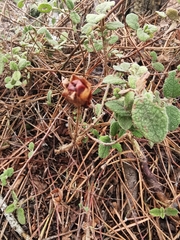 Cistus salviifolius