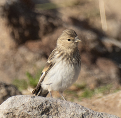 Linaria flavirostris