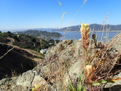 Castilleja affinis neglecta