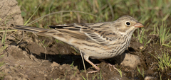 Emberiza hortulana