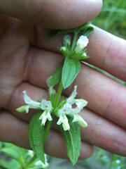 Stachys annua